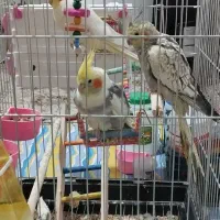 یک جفت عروس هلندی با جوجه خاطر جمع