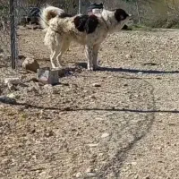 سگ قدرجانی|سگ|خرم‌آباد, |دیوار