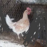 جوجه خروس دورگه گلین لری و محلی|حیوانات مزرعه|یزد, |دیوار