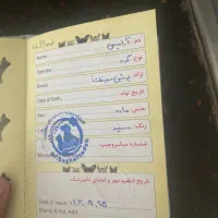گربه ی پرشین سوپر فلت ، ماده|گربه|کرمانشاه, |دیوار