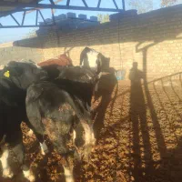 گوساله نروماده درفریمان|حیوانات مزرعه|قلندر آباد, |دیوار