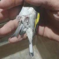 سهره|پرنده|نقده, |دیوار