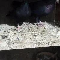 کبوتر|پرنده|زرند, |دیوار