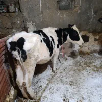 فروش گاو هلشتاین آبستن و البسه چاق|حیوانات مزرعه|ازنا, |دیوار