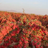 فروش زرشک شاخه کیلویی ۱۷۰