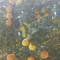 به درجه ۱ ارگانیک