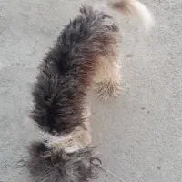 سگ شیتزو|سگ|بوشهر, |دیوار