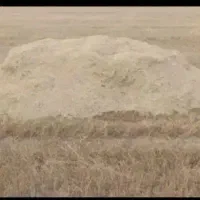 کاه