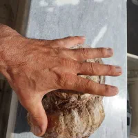 فسیل چندین میلیون ساله حلزون حدودا۵ کیلویی|کلکسیون اشیاء عتیقه|جلفا, |دیوار