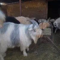 کهره بره نر