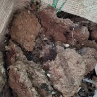 کود کبوتر