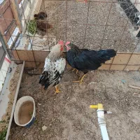 خروس مشکی محلی گلپایگانی اصلاح نژاد