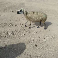 فروش 4عدد میشو بره