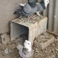 کبوتر طوقی، شازده سبز،سبز کاشانی، قهوه ای، دورگ|پرنده|مبارکه, |دیوار