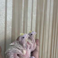 جوجه عروس هلندی سرلاکی