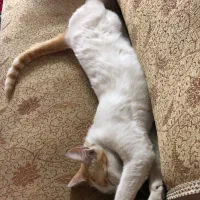 واگذاری رایگان گربه خانگی|گربه|بابل, |دیوار