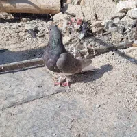 ماده شهری سرکه ای عتیقه|پرنده|شیراز, بازار|دیوار