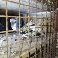 کله ای ماده