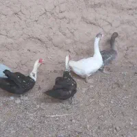 دو جفت غاز و اردک گوشتی