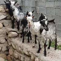 صلاله همه سن