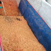 تفاله گوجه سیب و لیمو