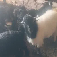 تعدادی بزغاله نروماده