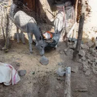 اگهی|حیوانات مزرعه|ویسیان, |دیوار