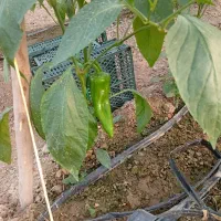 فلفل کاپی درجه یک|عمده‌فروشی|شوشتر, |دیوار