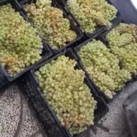 سبد پلاستیکی