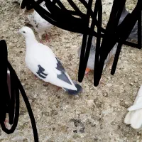 کبوتر باخت رفته داخله الوند قدیم