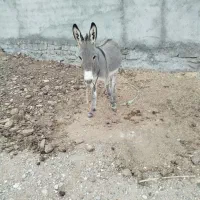 خر نر گوسفندی|حیوانات مزرعه|شیروان (خراسان), |دیوار