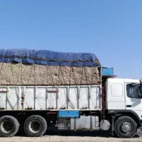 کاه کاه کاه|خدمات باغبانی و درختکاری|برخوار, |دیوار