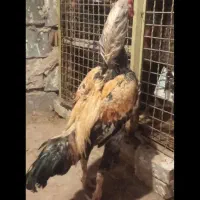 تخم مرغ لاری اصیل