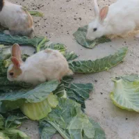خرگوش نر و ماده|موش و خرگوش|شیراز, شاه قلی بیگی|دیوار