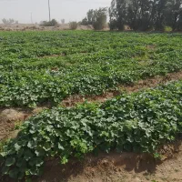 سلام دوستان عزیز پالیز پشمک بفروش می‌رسد 35من زمین|فروش دفتر صنعتی، کشاورزی، تجاری|زهک, |دیوار