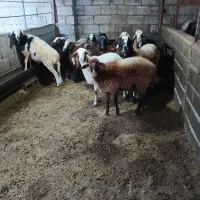 بره نیم گوشت پای پروار|حیوانات مزرعه|قائمشهر, |دیوار