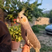 عروس هلندی سخنگو  نر مست