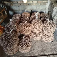 گردو تویسرکان درشت  گردوخوب