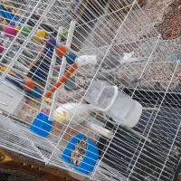 عروس هلندی قابل معاوضه