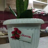 نیازمندپرستار شبانه روزی