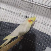 عروس هلندی نر|پرنده|سراوان, |دیوار