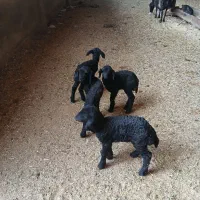 ۴راس بره شیری دونه ای ۵۰۰۰۰۰۰