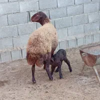 میش بره دار افشاری