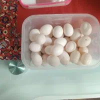 تخم کبوتر تازه