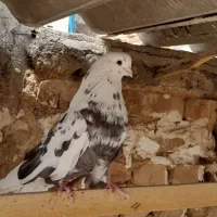 کفتر تهرانی کشیده سرور|پرنده|قم, سرحوض|دیوار