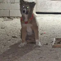 توله فروشی