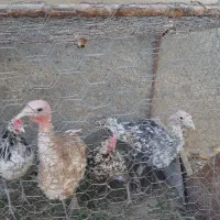 بقلمون زیبا و جوان فروش یا معاوضه|حیوانات مزرعه|جیرفت, |دیوار