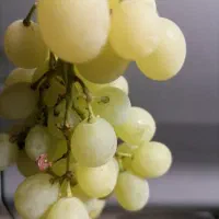 انگور برای درست کردن شیره