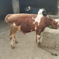 دوتا گوساله سمینتال نر اصل جنس هستن