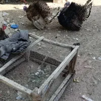 بوقلمون